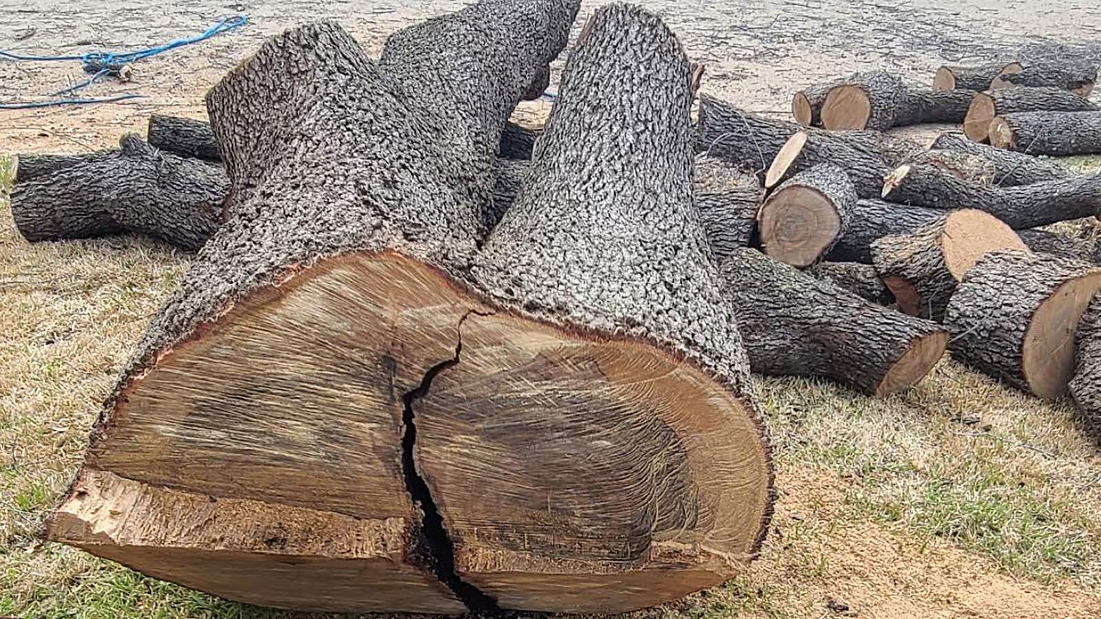 Large oak sections and cut logs after tree removal in Tyler, TX